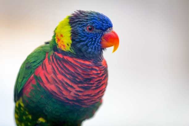 吸蜜鹦鹉图片下载