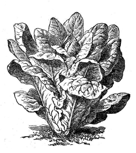 生菜沙拉，莴苣图片下载