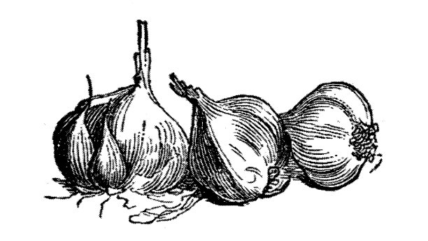 灯泡的大蒜图片下载