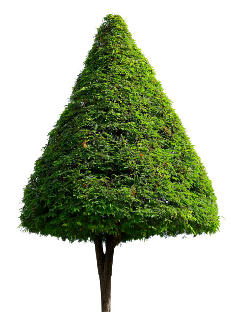 白色背景上的树。图片下载