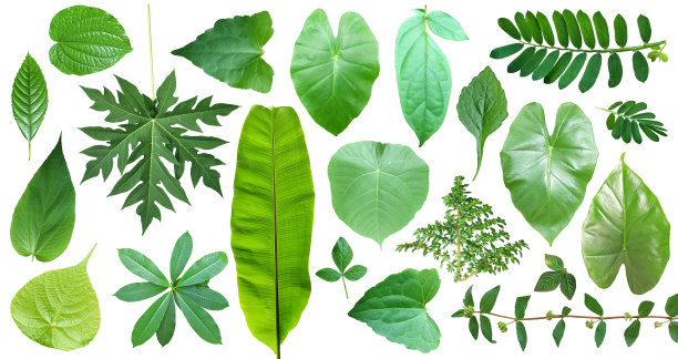 树叶图片素材ID：302667540