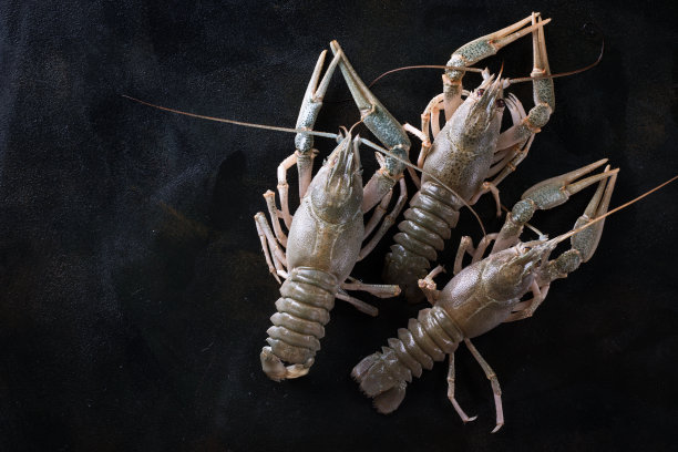 新鲜、未煮熟的小龙虾，图片下载