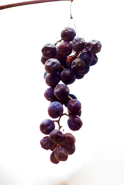 白色背景上孤立的一束干葡萄浆果图片下载