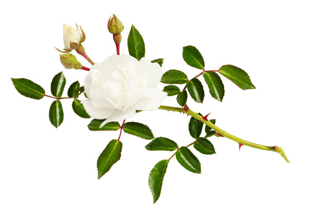 花园玫瑰的小枝，花蕾和叶子图片下载