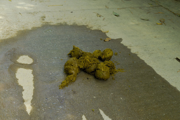 大象粪便图片下载