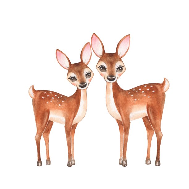 Сute小鹿，孤立在白色背景上素材图片