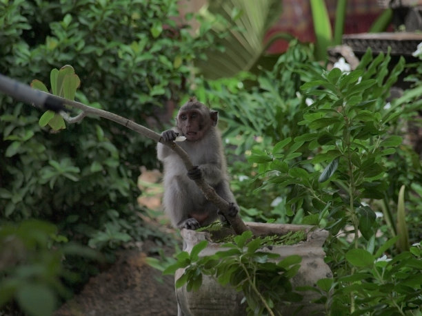 猴子在树上吃东西图片下载