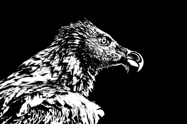 Gypaetus巴巴多斯图片下载