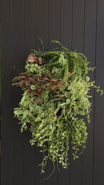 植物装饰图片下载