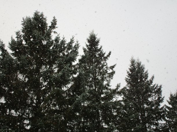 常青树在雪图片下载