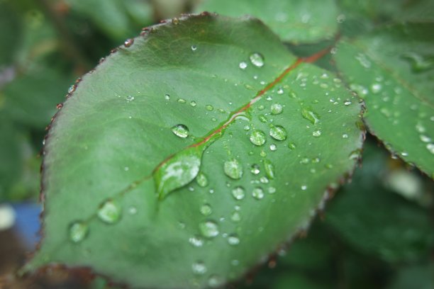 叶子上的水滴图片下载