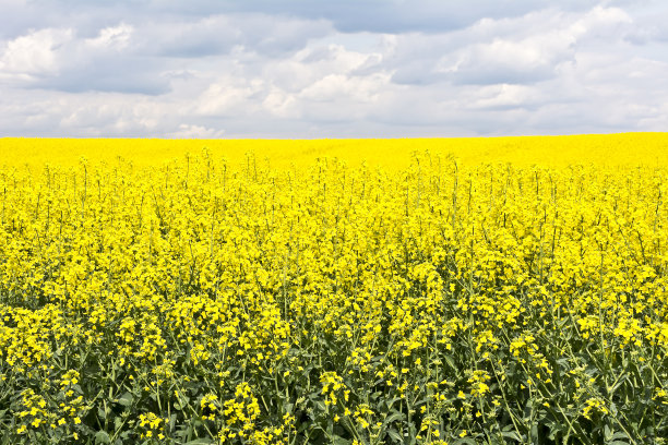 油菜花图片素材ID：302743164