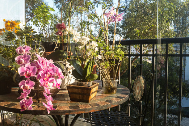 家庭园艺兰花图片下载