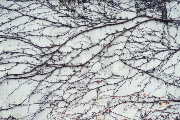 墙上植物的枝条图片下载