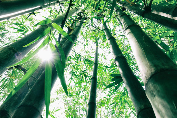 竹子照片素材ID：302758950