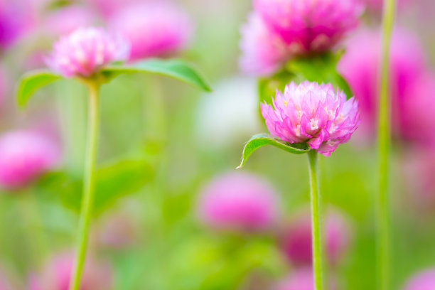 在阳光明媚的日子里，花园里的粉红色紫红色花朵，柔和的焦点适合作背景图片图片下载