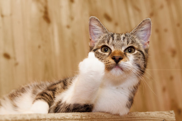 虎斑猫竖中指图片下载