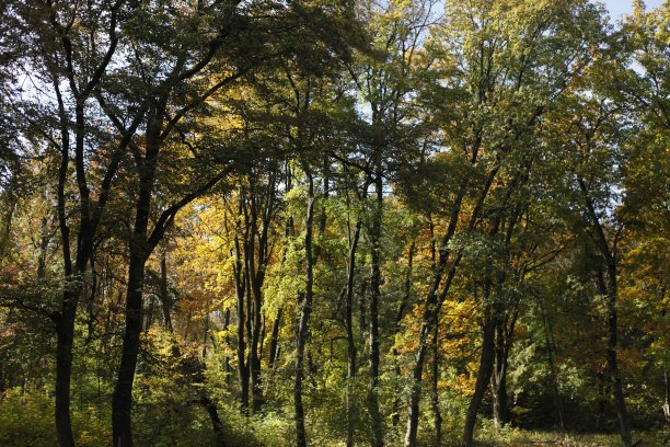 秋天的风景公园图片下载