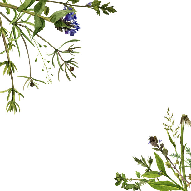 水彩画花草图片下载