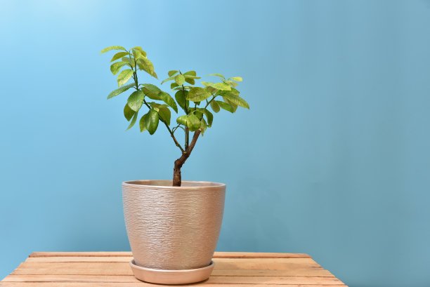 橘子树在一个锅图片下载