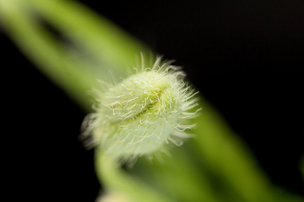 罂粟在黑色的背景上图片下载