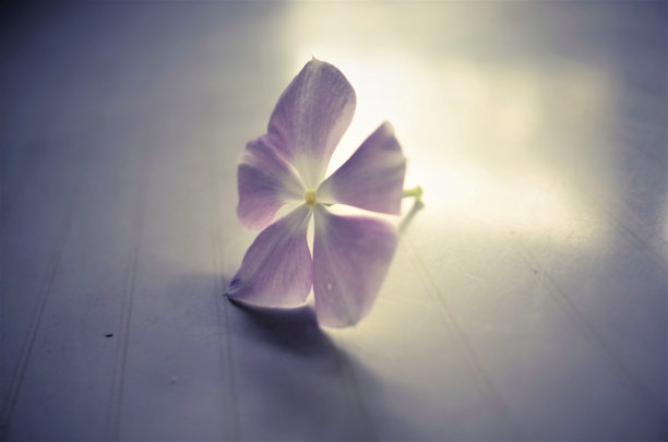 流动的花瓣图片下载