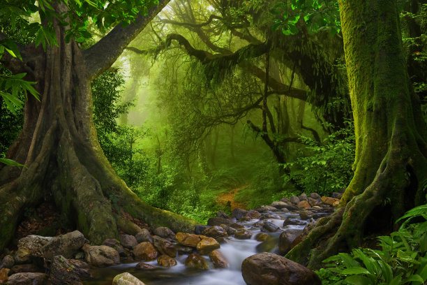 亚洲热带雨林图片下载