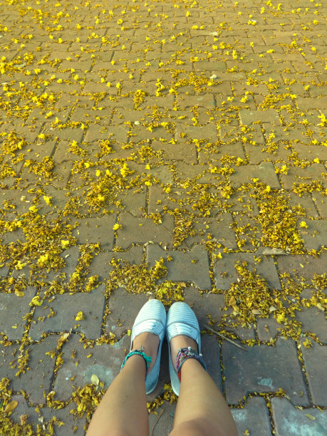 地上的秋花图片下载