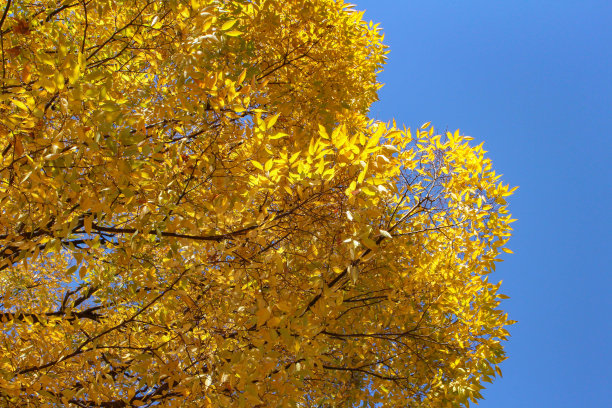 泽尔科娃的树叶和蓝色的天空变成了黄色图片下载