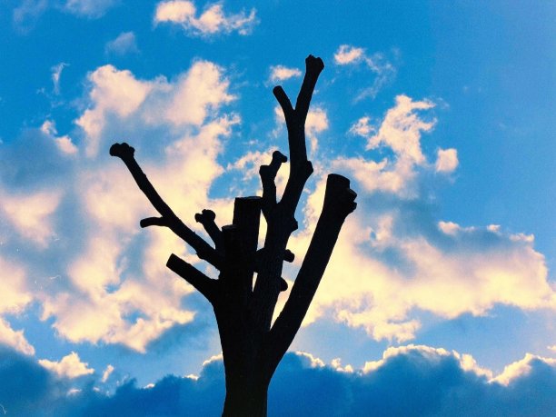 树的天空图片下载