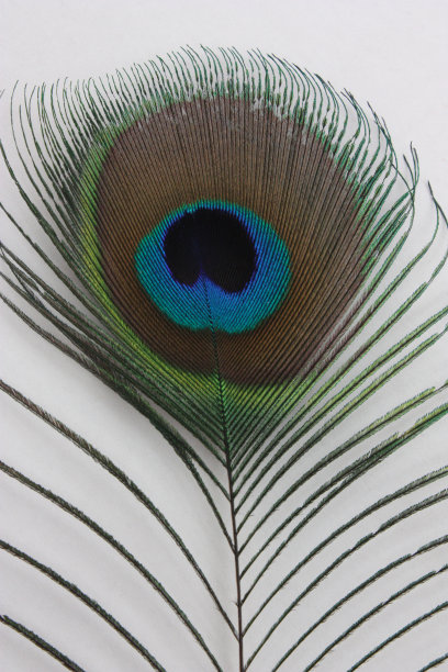 孔雀羽毛图片下载