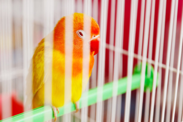 笼子里的橙色鹦鹉。图片下载