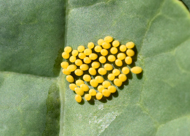 蝴蝶照片素材ID：302798532