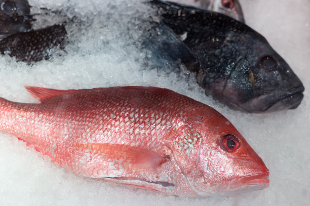 冰上鲜鱼图片下载