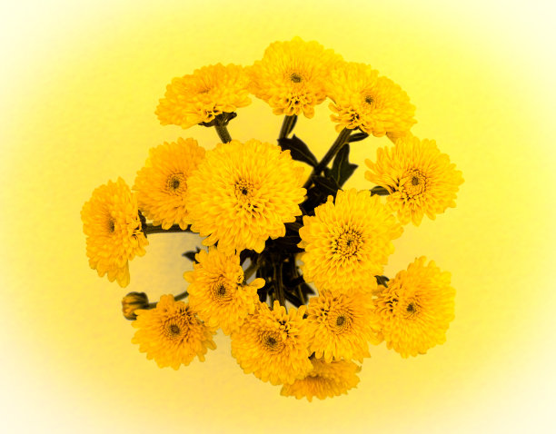 黄色背景上的黄色菊花。图片下载
