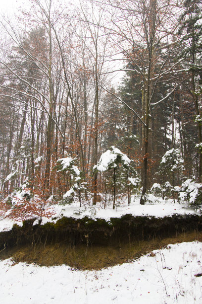 冬天，森林里的湖面上，下着雪。季节性的照片。图片下载