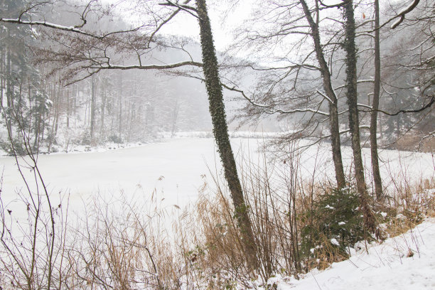 冬天，森林里的湖面上，下着雪。季节性的照片。图片下载