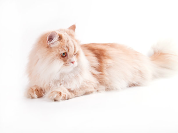 年轻的波斯猫孤立在白色图片下载