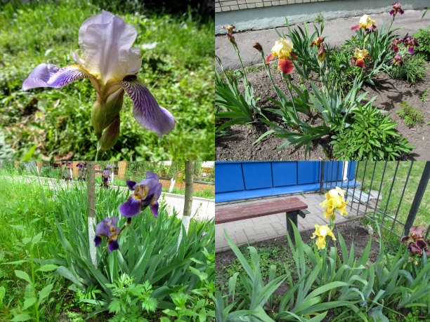 四组不同品种的须鸢尾的照片图片下载