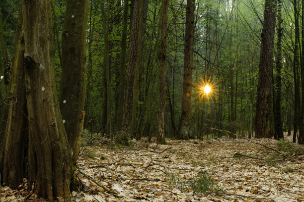 阳光透过树林。布雷斯特地区、白俄罗斯图片下载