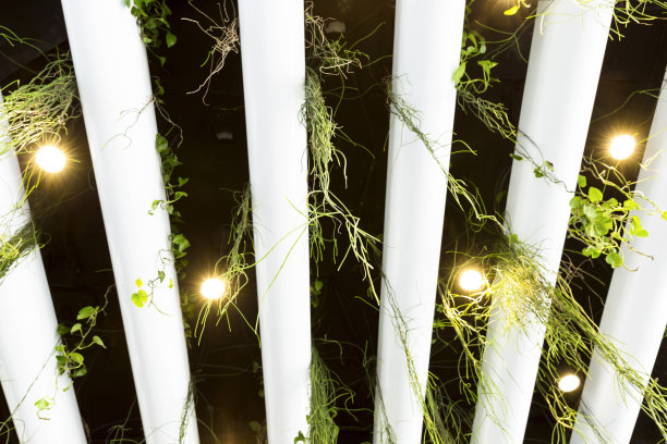 现代天花板与灯和悬挂植物，背景与复制空间图片下载