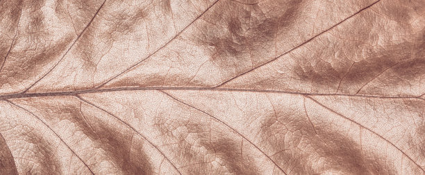 秋天的叶子。图片下载