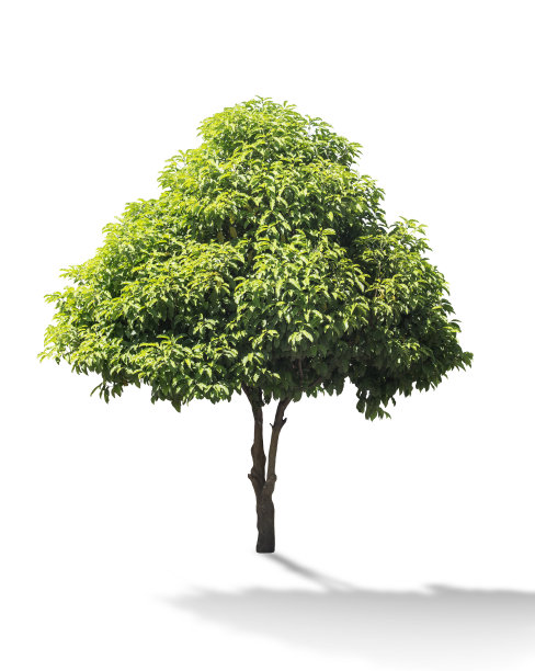 Mimusops elengi树孤立在白色背景图片下载