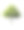 Mimusops elengi树孤立在白色背景图片下载