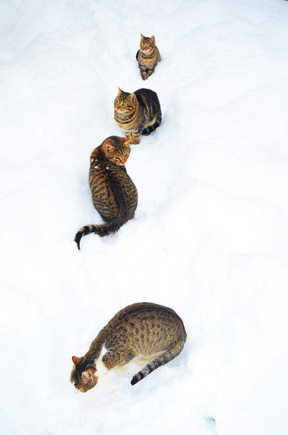 雪猫的。猫躲在雪下图片下载