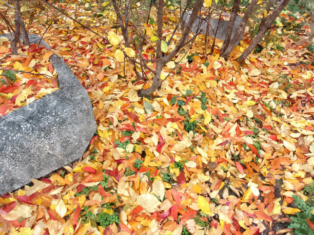 秋季公园里的装饰混凝土花盆图片下载
