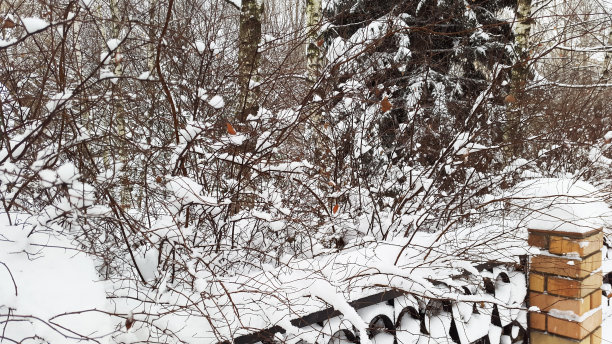 篱笆和灌木丛上的雪——冬天图片下载