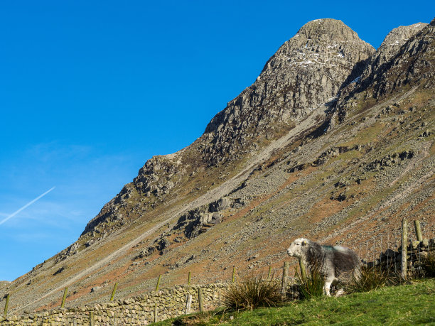 在朗代尔湖区观赏美景的赫德威克绵羊素材图片