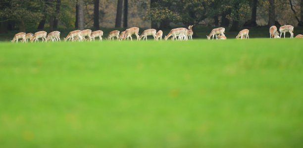 小鹿素材图片