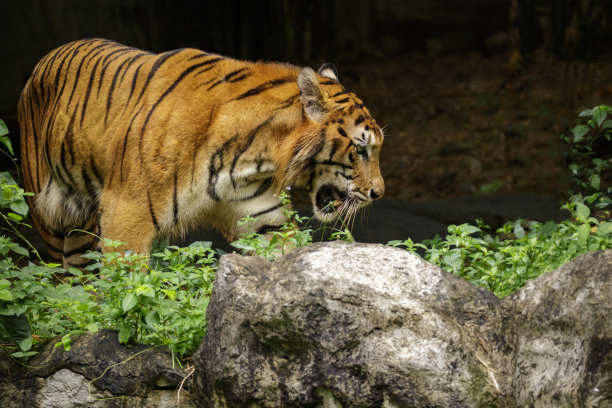 自然背景上的老虎图片。野生动物。图片下载